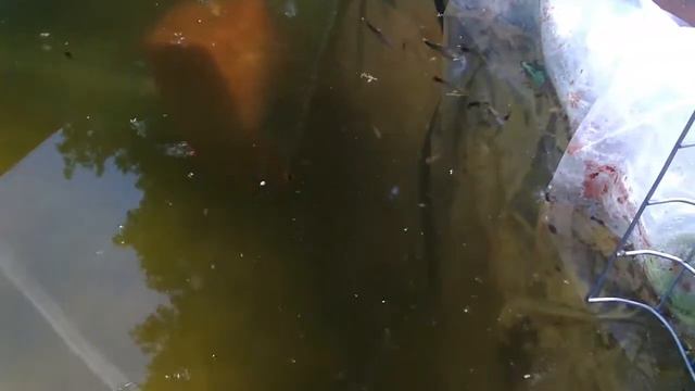 Рыбки Гуппи на природе, в пруду смотреть онлайн