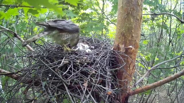 Каннибализм в семье ястреба-перепелятника. Самка кормит потомство умершим птенцом( Accipiter nisus ) смотреть онлайн
