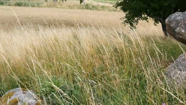 Stårup (Højby) Langdysse смотреть онлайн
