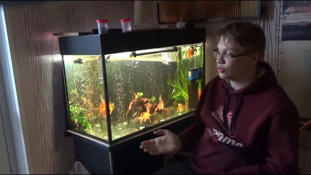 58# ЗОЛОТАЯ РЫБКА РАЗВЕДЕНИЕ МОИ РАЗМВШЛЕНИЯ КАК БУДЕМ РАЗВОДИТЬ смотреть онлайн