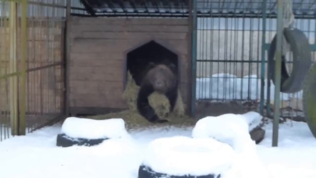 Потапка проснулся, поправил сено и снова спать смотреть онлайн