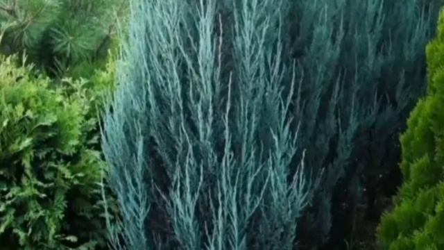 Можжевельник Блю Эрроу. смотреть онлайн