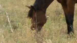 Далеко-далеко