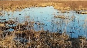 Разновозрастная работа подсадных уток.