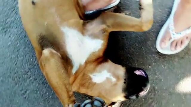 Джесси. Собака боксер спит на спине. Jessie. Boxer dog. смотреть онлайн