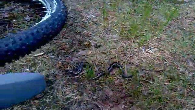 Гадюка обыкновенная смотреть онлайн