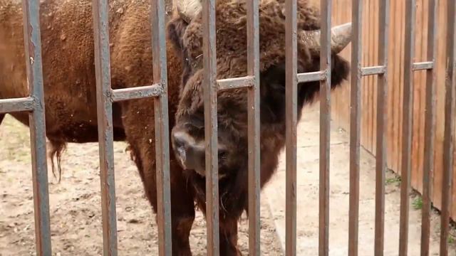 WE WENT TO THE ZOO IN MINSK, BELARUS | ZOOPARK AND DINOSAUR PARK IN MINSK | ZEEVLOG #22 смотреть онлайн