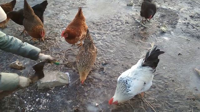 Чтобы куры несли яйца зимой. смотреть онлайн