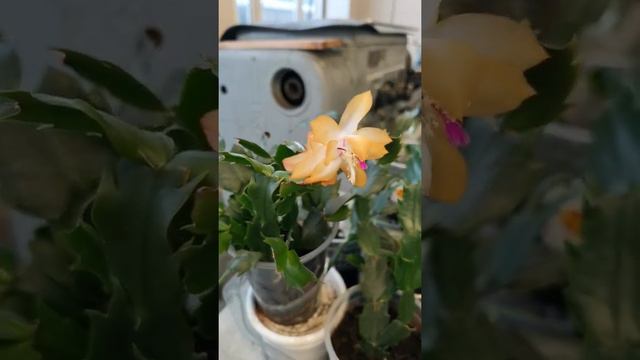 Декабрист для security. смотреть онлайн