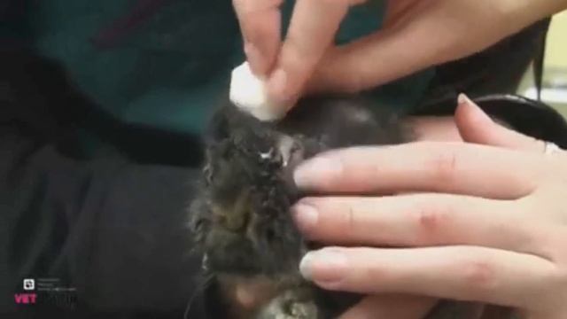 Конъюнктивит у молодых кроликов. Не открываются глаза. смотреть онлайн