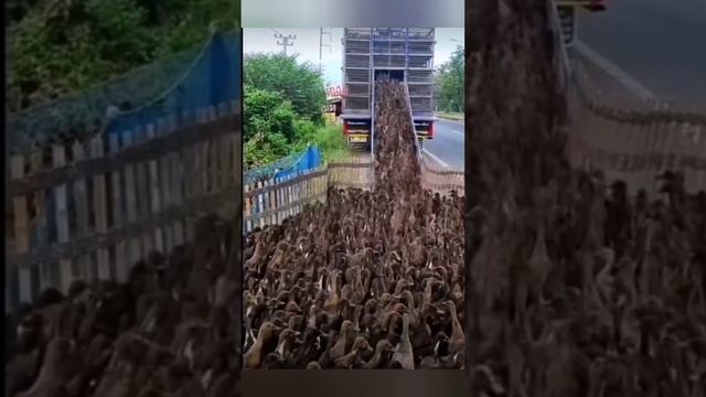 Как!?!?Как они умудряются: содержать, выгуливать, дрессировать, продавать...столько уток ???? смотреть онлайн