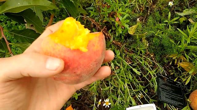 Персик Кросби