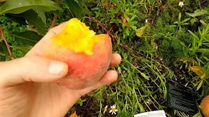 Персик Кросби