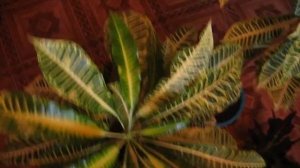 Мои кротоны - коллекция.