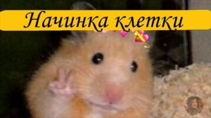 Сирийские хомяки/Всё что нужно знать о сирийских хомяках