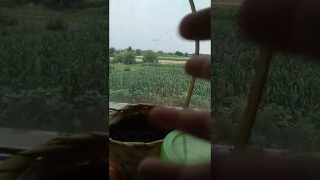 Как посадить сливу, начинающий блогер? смотреть онлайн