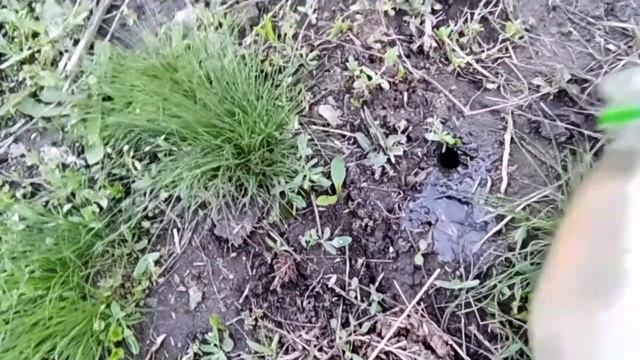 Черный жук - кравчик (он же головачь, стрегунец). Борьба с ним смотреть онлайн