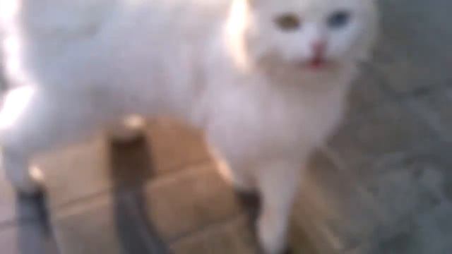 РазноГлазый белый кот смотреть онлайн