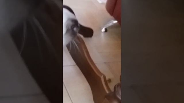 Помогите правильно определить породу смотреть онлайн