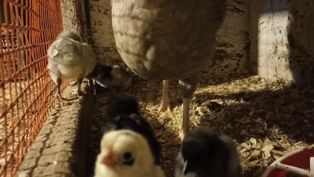 Мой петух несет яйца? ? Поснимала немножко ? цыплят ? смотреть онлайн