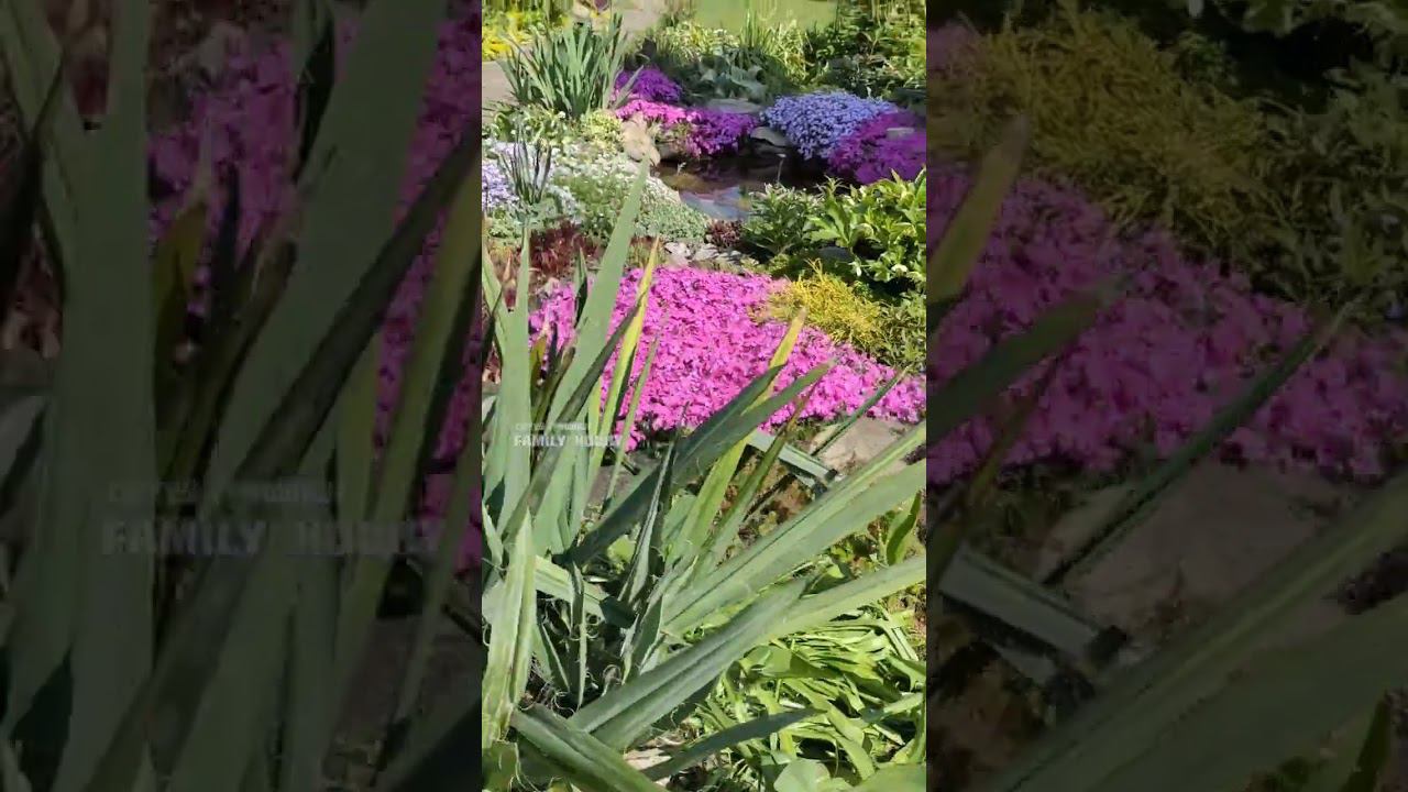 18 мая#в нашем саду #сад смотреть онлайн