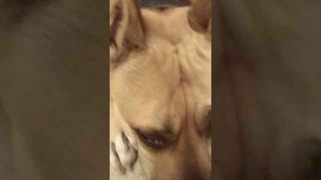 Без комментариев, Руфочка стаффордширский терьер. смотреть онлайн