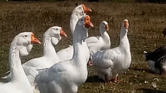 Холмогорские белые гуси смотреть онлайн