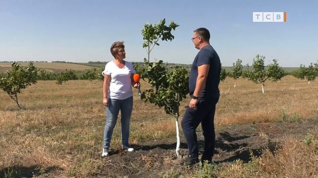 Миндаль, фундук и грецкий орех. Советы начинающему ореховоду. 6 соток 16.09.2019 смотреть онлайн