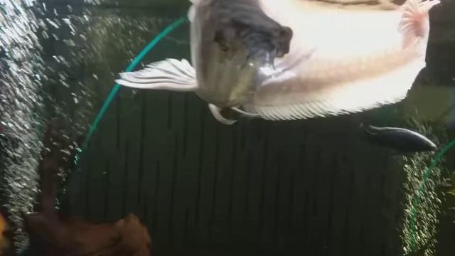 ?Aquass - Арована серебряная 60+ смотреть онлайн