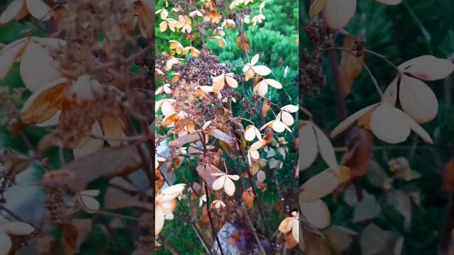 Гортензии и сад Девятой реальности в конце сезона🌿 смотреть онлайн