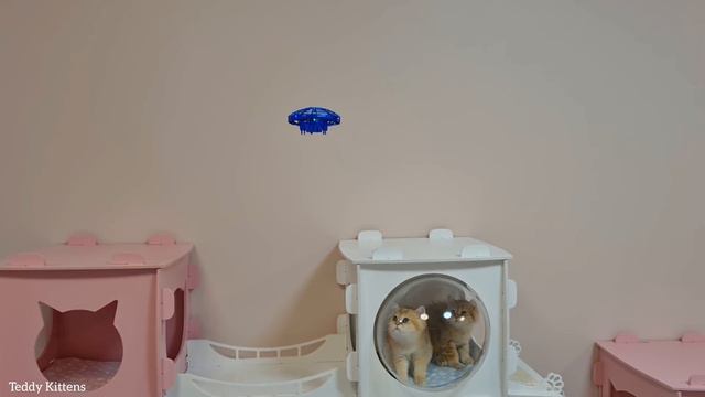 It is impossible to surprise these kittens with anything! смотреть онлайн