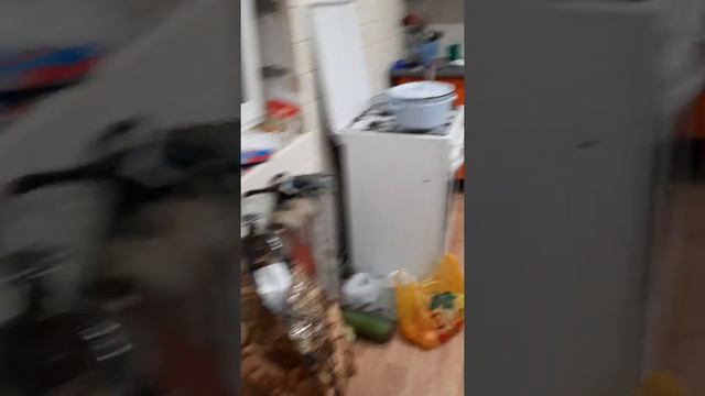 ШОК!!! ЛЕТУЧИЕ МЫШИ В ДОМЕ!!! ЧТО ДЕЛАТЬ???!!!! смотреть онлайн