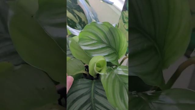 Update on my DIY Self watering planter with my Calathea Orbifolia! смотреть онлайн