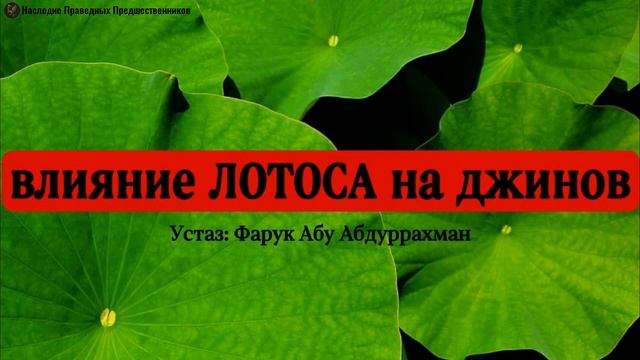 ВЛИЯНИЕ ЛОТОСА НА ДЖИНОВ смотреть онлайн