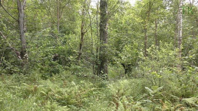 ВСР-98 "Флора" vs Woodland. Лето / VSR-98 "Flora" vs Woodland. Summer. Comparative test смотреть онлайн