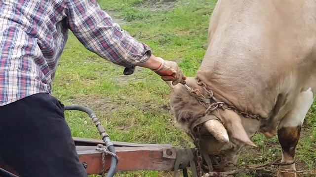 Бык породы Арчинский Базальт 890 кг смотреть онлайн