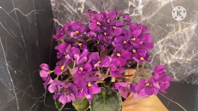 Цветут новинки фиалок. смотреть онлайн