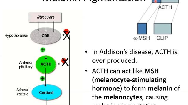 Endocrine 2-2 смотреть онлайн