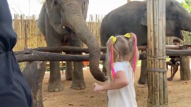 Влог в слоновьей ферме на Пхукете ,Ксюша кормит слонов смотреть онлайн