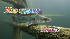 Где искать судака весной ? Жор судака весной! На что ловить судака весной?!Где ловить судака весной?