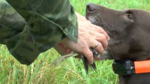 Охота на дупеля . Шикарные высыпки дупелей и охота с легавой! Открытие охоты