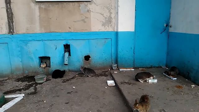 Животные, лучшие друзья человека. смотреть онлайн