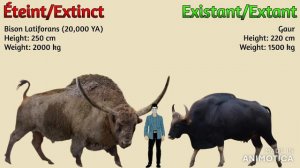 The ULTIMATE Animal Size Comparison Cooperation Megafauna (Unmix 1) [Jimmy Axewton Only]