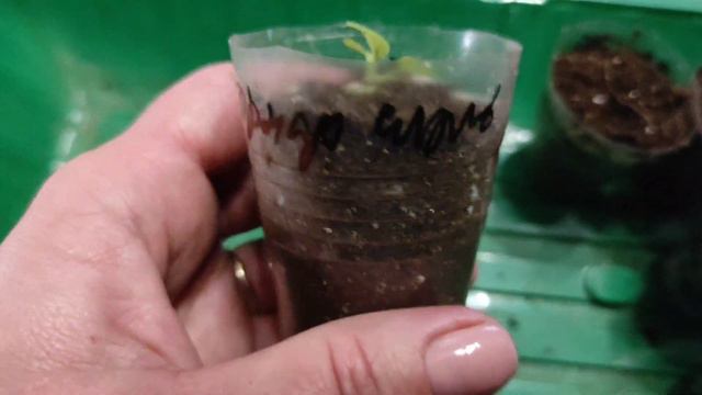 🌺Эту подкормку провожу всегда! 🌺Пикируем и подкармливаем петунию одновременно.