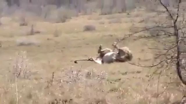 Ангел смерти пришёл за львом!(1) смотреть онлайн