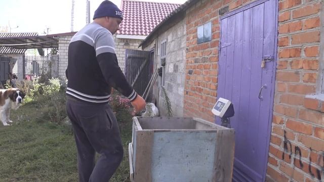 ЭТО МЕСЯЧНЫЕ ПОРОСЯТА , Итальянцам 60 дней от роду тоже на веса. смотреть онлайн