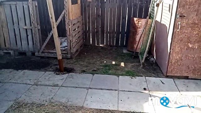 Выгул для козла? готов! смотреть онлайн