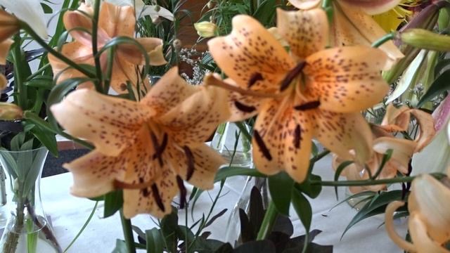 Lilium ´Tiger Babies´