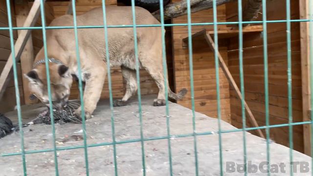 СТРАННАЯ РЕАКЦИЯ ЕНОТА НА ШВАБРУ / Бобкэт Луна первый раз сама вышла на улицу смотреть онлайн