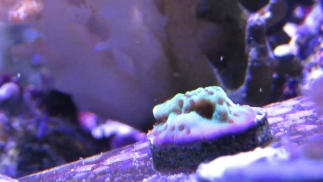 Star Wars Edition Coral Advice - The Jedi Mind Trick Montipora - The Coral Awakens смотреть онлайн